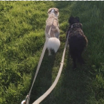 Cane tira al guinzaglio? Soluzioni efficaci e rispettose