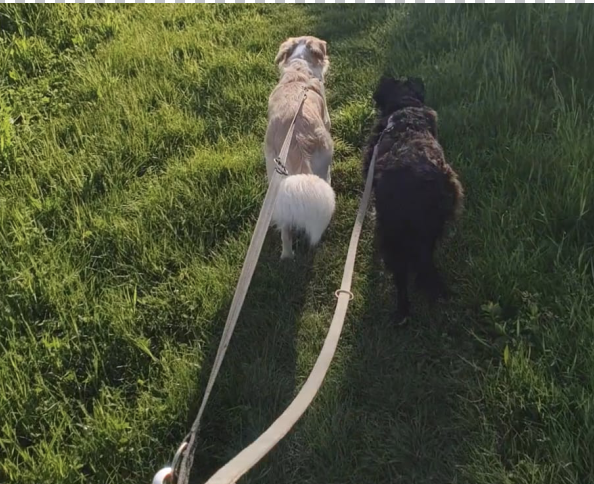 educatore cinofilo Brianza lavoro in passeggiata