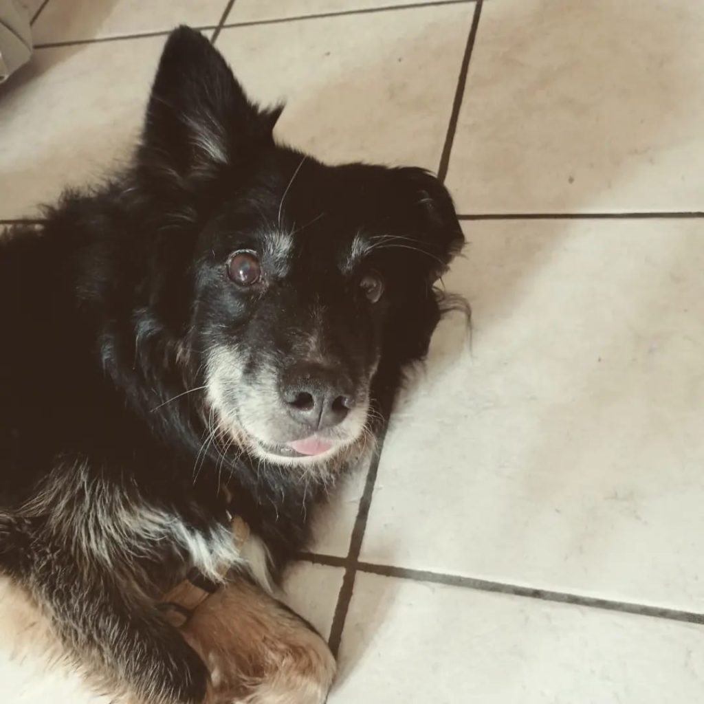 Cane anziano in famiglia