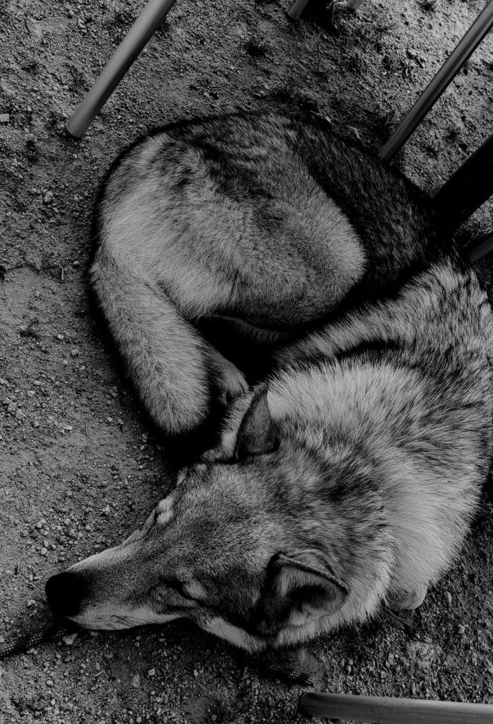 Cane tranquillo a casa