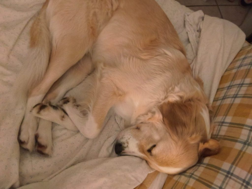 Cane tranquillo in casa