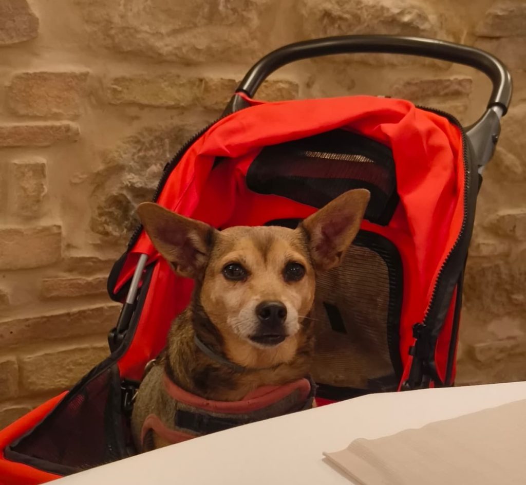 Dog sitter professionale