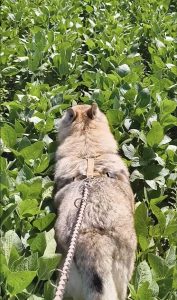 Passeggiata al guinzaglio