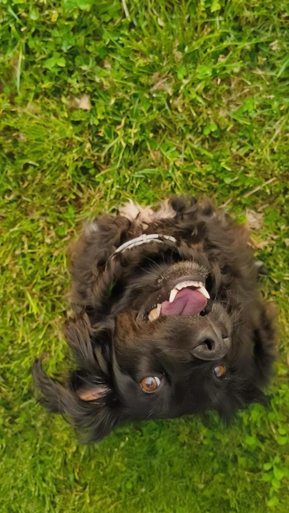 Cane tranquillo in casa