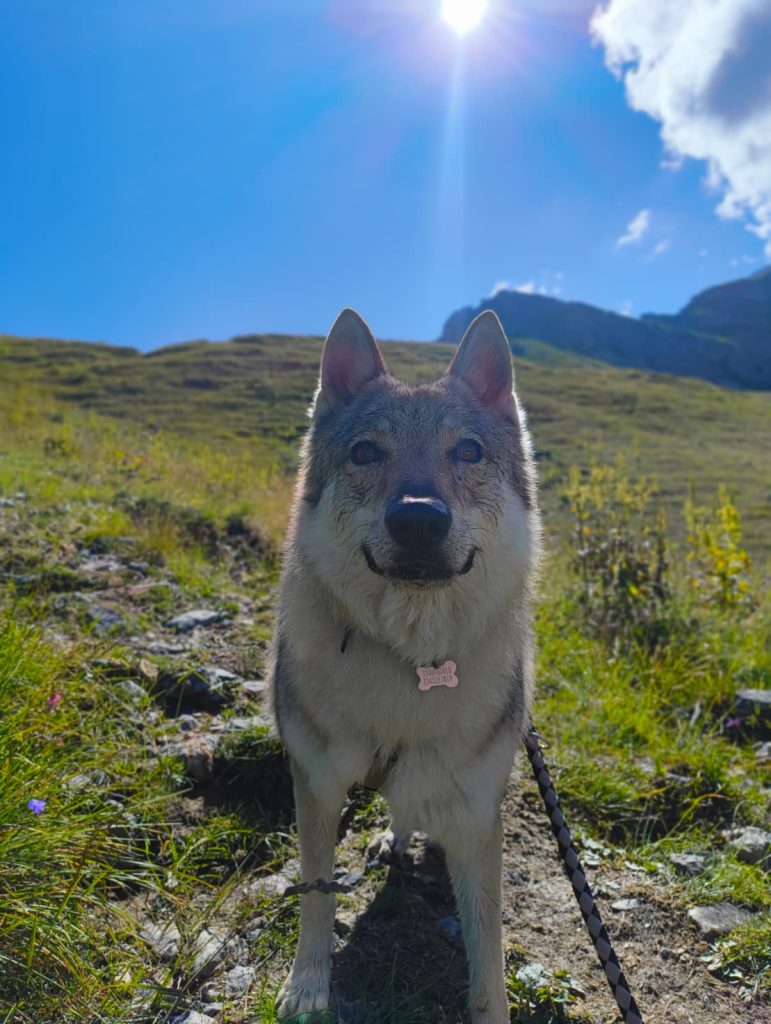 conduzione al guinzaglio