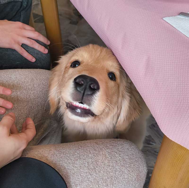 addestratore per cuccioli